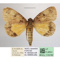/filer/webapps/moths/media/images/B/bacchans_Dasychira_A_MGCLa_02.JPG