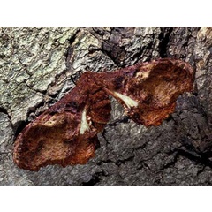 /filer/webapps/moths/media/images/H/herilla_Cyrtogone_AF_Wolfe_02.jpg