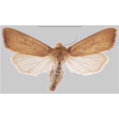 /filer/webapps/moths/media/images/U/ulaukae_Sesamia_PTF_MNHNa.jpg