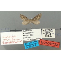 /filer/webapps/moths/media/images/A/angustiarum_Eupithecia_HT_TMSA.jpg