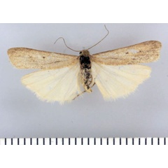 /filer/webapps/moths/media/images/A/anceps_Entephrilema_HT_TMSA.jpg