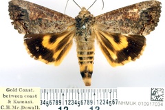 Hypocala deflorata