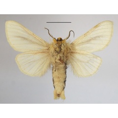 /filer/webapps/moths/media/images/S/spurcata_Antheua_A_MGCLb_02.JPG