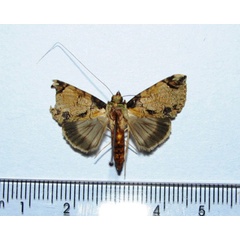 /filer/webapps/moths/media/images/S/solstitialis_Gigantoceras_A_Goff_01.jpg
