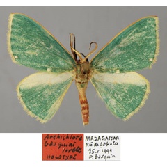 /filer/webapps/moths/media/images/B/basquini_Archichlora_HT_ZSM_01.jpg