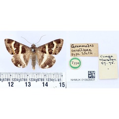 /filer/webapps/moths/media/images/C/curvilinea_Grammodes_HT_BMNH.jpg
