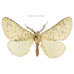 /filer/webapps/moths/media/images/C/castus_Rhodophthitus_STM_NHMUK_01.jpg