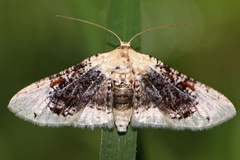 Rhodoneura sordidula
