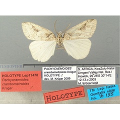 /filer/webapps/moths/media/images/C/crambometroides_Pachynemoides_HT_TMSA.jpg