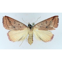 /filer/webapps/moths/media/images/H/helesusalis_Phytometra_AF_TMSA.jpg