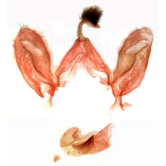 /filer/webapps/moths/media/images/O/obscura_Anoba_GMHT_TMSA_9696.jpg