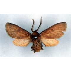 /filer/webapps/moths/media/images/S/subpallens_Metarctia_HT_RMCA_01.jpg