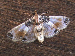 /filer/webapps/moths/media/images/C/calligrammalis_Analyta_A_Goff_02.jpg