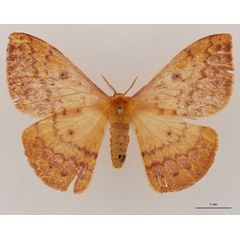 /filer/webapps/moths/media/images/N/nyikensis_Tagoropsiella_AT_RBINS_01.jpg