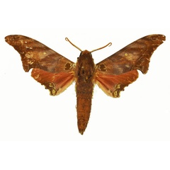 /filer/webapps/moths/media/images/L/lagnelae_Polyptychus_AM_Basquin_03.jpg