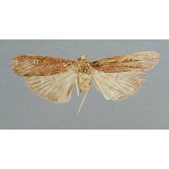 /filer/webapps/moths/media/images/P/polyphemus_Scrancia_HT_RMCA.jpg