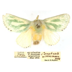 /filer/webapps/moths/media/images/A/albiramosa_Coenobasis_AF_TMSA_EEx215D.jpg
