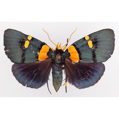 /filer/webapps/moths/media/images/V/vaillantina_Egybolis_AF_TMSA_02.jpg