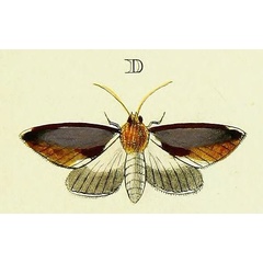 /filer/webapps/moths/media/images/F/filia_Mauna_Cramer3_264_D.jpg