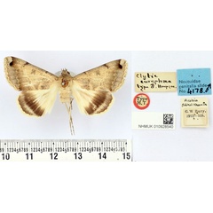 /filer/webapps/moths/media/images/E/euryphaea_Clytie_HT_BMNH.jpg