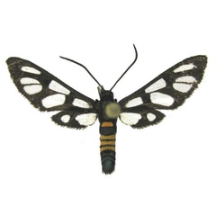 /filer/webapps/moths/media/images/J/johanna_Amata_AM_deFreina_01.jpg