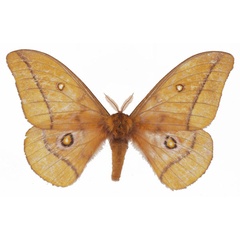 /filer/webapps/moths/media/images/B/bamendana_Gonimbrasia_AM_Basquina.jpg