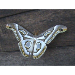 /filer/webapps/moths/media/images/R/rectifascia_Epiphora_A_Guyonnet.jpg