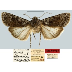 /filer/webapps/moths/media/images/A/alluaudi_Agrotis_HT_MNHN.jpg