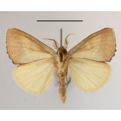 /filer/webapps/moths/media/images/B/baccata_Baliopteryx_A_MGCLb_01.JPG