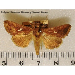 /filer/webapps/moths/media/images/A/angulum_Thysanoplusia_A_OUMNH_02.jpg