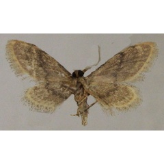 /filer/webapps/moths/media/images/S/sordida_Idaea_AM_ZSMb.jpg