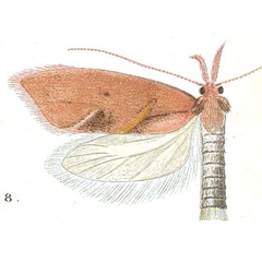 /filer/webapps/moths/media/images/S/sarcopa_Prosarotra_HT_Meyrick_7-8.jpg