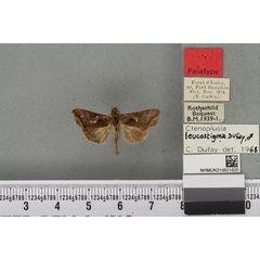 /filer/webapps/moths/media/images/L/leucostigma_Plusia_PTM_BMNHa.jpg