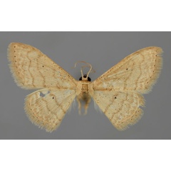 /filer/webapps/moths/media/images/A/adelpharia_Scopula_A_ZSM_01.jpg