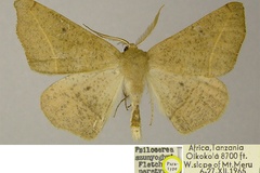 Psilocerea szunyoghyi