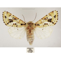 /filer/webapps/moths/media/images/P/prasinodes_Nyodes_AF_TMSA_02.jpg