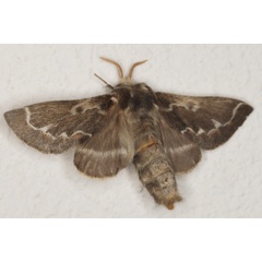 /filer/webapps/moths/media/images/C/capensis_Streblote_F_Heyns_01.JPG