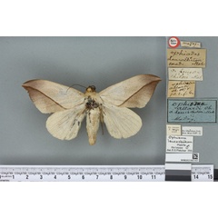 /filer/webapps/moths/media/images/L/leucochiton_Hypopyra_HT_BMNHa.jpg