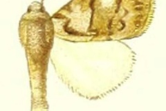 Laelia albimaculata