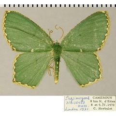 /filer/webapps/moths/media/images/A/albisticta_Prasinocyma_AF_ZSMa.jpg