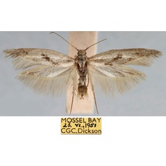 /filer/webapps/moths/media/images/D/dicksoni_Scythris_HT_TMSA_mTE2Xdp.jpg