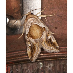 /filer/webapps/moths/media/images/J/johnjoannoui_Deltote_A_Roland_01.jpg