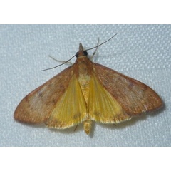 /filer/webapps/moths/media/images/G/gilvata_Uresiphita_A_Liebenberg.jpg