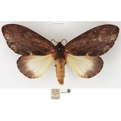 /filer/webapps/moths/media/images/F/fulgurata_Lasiocesa_AF_NHMUK_02.jpg