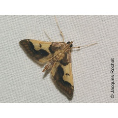 /filer/webapps/moths/media/images/G/grucheti_Cnaphalocrocis_Rochat_01.jpg