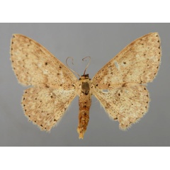 /filer/webapps/moths/media/images/D/dux_Scopula_A_ZSM_01.jpg