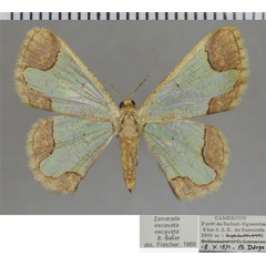 /filer/webapps/moths/media/images/E/excavata_Zamarada_AF_ZSM.jpg