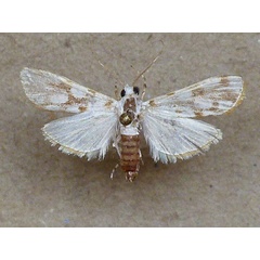 /filer/webapps/moths/media/images/P/pardalis_Obtusipalpis_A_Butler.jpg