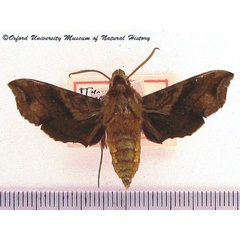 /filer/webapps/moths/media/images/A/aureata_Batiothia_AF_OUMNH.jpg
