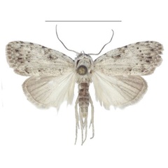 /filer/webapps/moths/media/images/M/magnisignata_Ezishnola_PTM_ANHRT_01.jpg